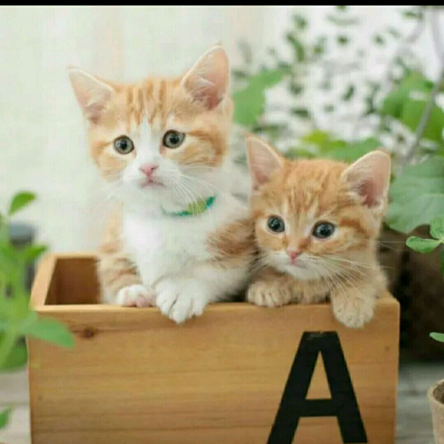 【爱你的心甜蜜蜜】_爱你的心甜蜜蜜伴奏_酷