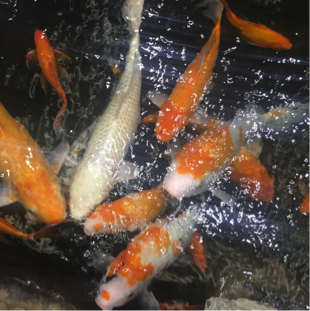 一壶老酒图片