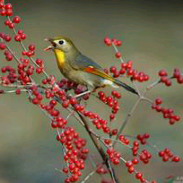 【红豆生南国】_红豆生南国伴奏_酷我K歌_酷我音乐